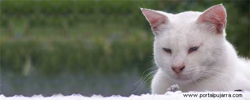 fotos animales fauna Alpujarra