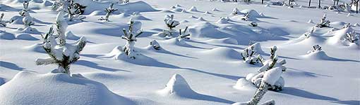 ecosistema sierra nevada