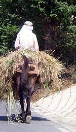 raices historia alpujarra