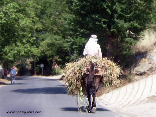 Burros y caballos en la Alpujarra