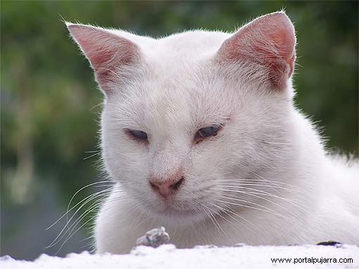 Gato de la Alpujarra
