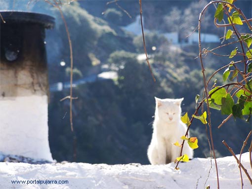 Gatos y las chimeneas de la Alpujarra