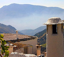la oveja verde