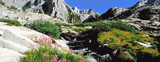 ecologia sierra nevada