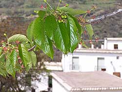 Bubión turismo rural alpujarra